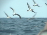 movie03.wmv